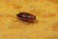 Adult Predaceous Diving Beetle Royalty Free Stock Photo