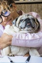 Adult pretty young woman work at laptop computer and hug her adorable dog - happy female working online with internet connection Royalty Free Stock Photo