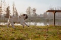 An adult pug, dog, pet, animal is running in a park on an autumn, sunny day