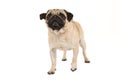 Adult pug dog walking towards the camera looking up seen from the front Royalty Free Stock Photo