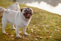 An adult cute dog, pug, female is standing on green grass in a park, with a happy, smiling face near a lake or a pond