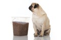 Adult pug with food on white Royalty Free Stock Photo