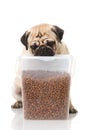 Adult pug with food on white Royalty Free Stock Photo