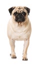 Adult pug isolated on white Royalty Free Stock Photo