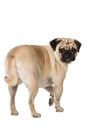 Adult pug isolated on white Royalty Free Stock Photo