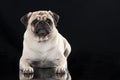 Adult pug lying on black background Royalty Free Stock Photo