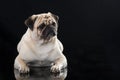 Adult pug lying on black background Royalty Free Stock Photo