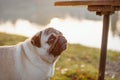 An adult cute dog, pug, male is standing on green grass, next to a bench in a park, near a lake or a pond, during sunset