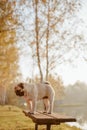 An adult dog, pug, female is standing on a bench in a park, near a lake or a pond, during sunset and golden hour