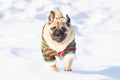 adult pug running in the snow wearing red and green elf clothing Royalty Free Stock Photo