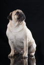 Adult pug sitting on black background Royalty Free Stock Photo