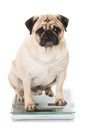 Adult pug sitting on white background