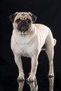 Adult pug standing on black background Royalty Free Stock Photo