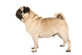 Adult pug standing seen from the side Royalty Free Stock Photo