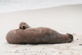 Adult and pup Galapagos sea lions asleep Royalty Free Stock Photo