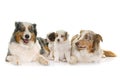 Adult and puppies australian shepherd Royalty Free Stock Photo