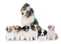 Adult and puppies australian shepherd Royalty Free Stock Photo