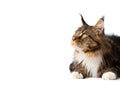 Maine Coon cat lies on a white background Royalty Free Stock Photo