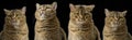Adult purebred Scottish straight cat sits on a black background. Animal with different emotions, funny, sad, angry and curious