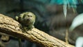 An adult pygmy marmoset monkey relaxing on a branch