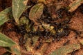 Adult Pyramid Ants eating a dead grasshopper