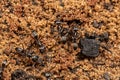 Adult Pyramid Ants Royalty Free Stock Photo