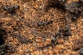 Adult Pyramid Ants Royalty Free Stock Photo