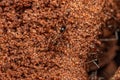 Adult Pyramid Ants Royalty Free Stock Photo