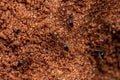 Adult Pyramid Ants Royalty Free Stock Photo