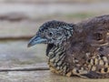 Adult quail on wood selective focus Royalty Free Stock Photo