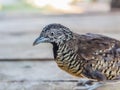 Adult quail on wood selective focus Royalty Free Stock Photo