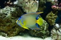 Adult queen angelfish close up swimming in an aquarium Royalty Free Stock Photo