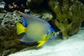 Adult queen angelfish close up swimming in an aquarium Royalty Free Stock Photo