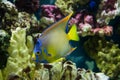 Adult queen angelfish close up swimming in an aquarium Royalty Free Stock Photo