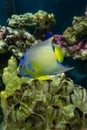 Adult queen angelfish close up swimming in an aquarium Royalty Free Stock Photo