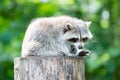 Adult racoon on a tree Royalty Free Stock Photo
