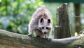 Adult racoon on a tree Royalty Free Stock Photo