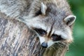 Adult racoon on a tree Royalty Free Stock Photo