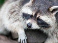 Adult racoon on a tree Royalty Free Stock Photo