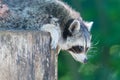 Adult racoon on a tree Royalty Free Stock Photo