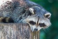 Adult racoon on a tree Royalty Free Stock Photo