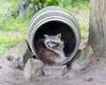 Adult racoon on a tree Royalty Free Stock Photo