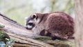 Adult racoon on a tree Royalty Free Stock Photo