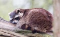 Adult racoon on a tree Royalty Free Stock Photo