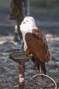 Raptor of Pairi Daiza - belgium