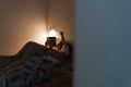 Adult reading a book in bed with child at night Royalty Free Stock Photo