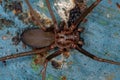 Adult Recluse Spider