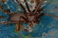 Adult Recluse Spider