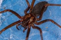 Adult Recluse Spider