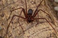 Adult Recluse Spider